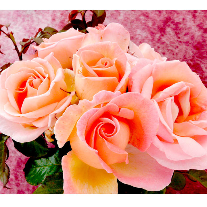 Свит Сири (Sweet Syrie)  НОВИНКА плетистые розы