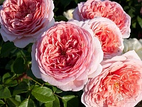 НЕКОНДИЦИЯ  Абрахам Дерби (Abraham Darby)