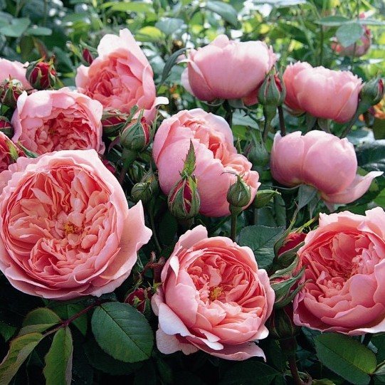 Алнвик роуз  (The Alnwick Rose)