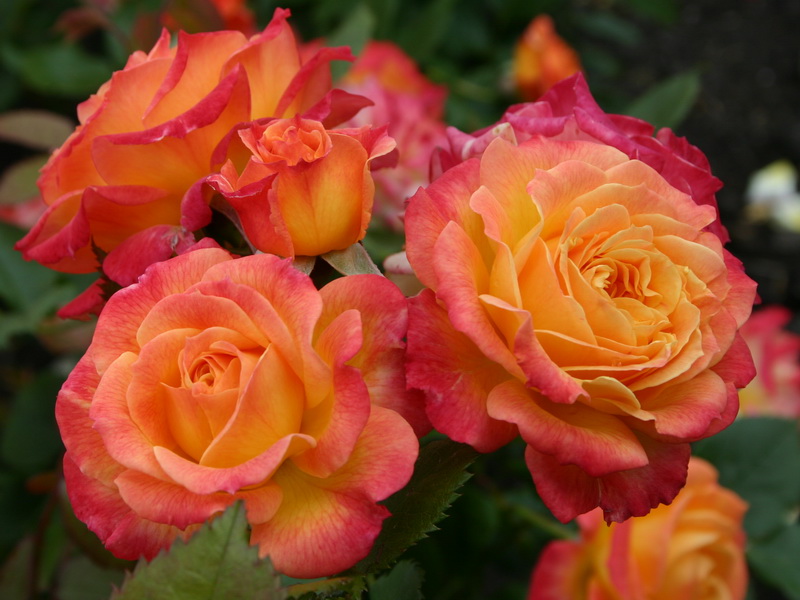 КОНДИЦИЯ Гартеншпасс (  Gartenspass )