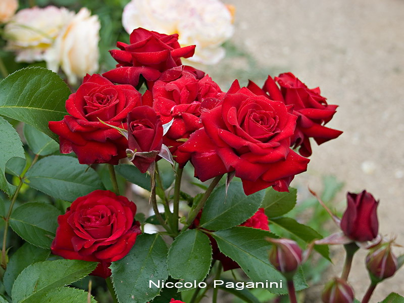 Никколо Паганини(Niccolo Paganini)
