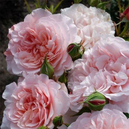 Роз де Толбиак ( Rose de Tolbiac )