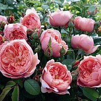 НЕКОНДИЦИЯ  Алнвик роуз  (The Alnwick Rose)