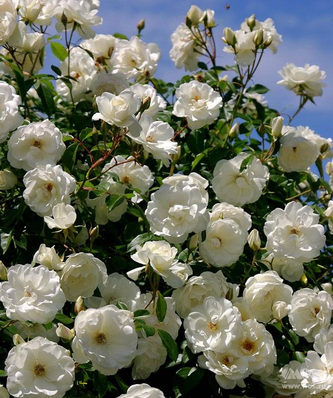 Плетистая белая роза