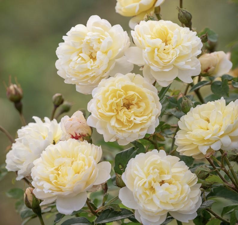 Най Биван (NYE BEVAN) НОВИНКА Английские розы