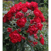 НЕКОНДИЦИЯ  Блэк Форест Роуз (Black Forest Rose)