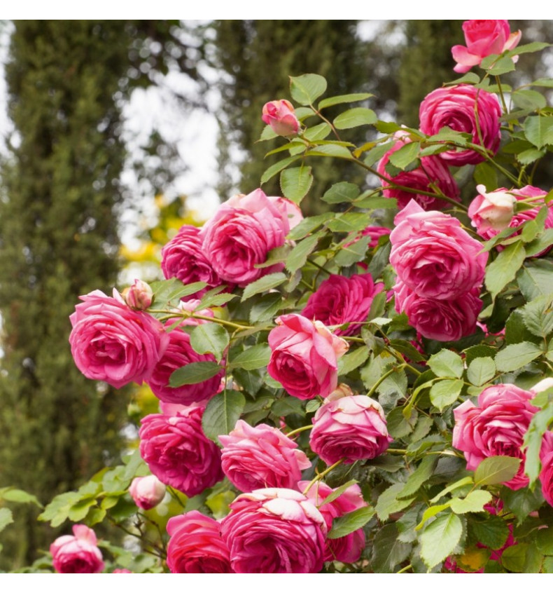 Цикламен Пьер де Ронсар (Cyclamen Pierre de Ronsard) НОВИНКА плетистые розы