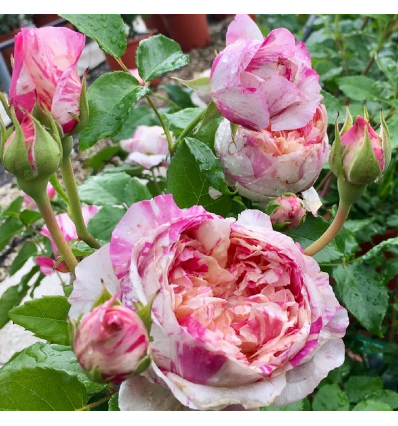 Жюли Андриё (Julie Andrieu) НОВИНКА плетистые розы
